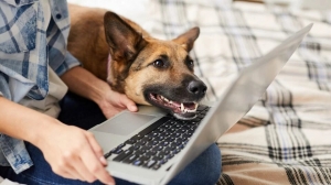 The Rise of Online Pet Shops in Dubai